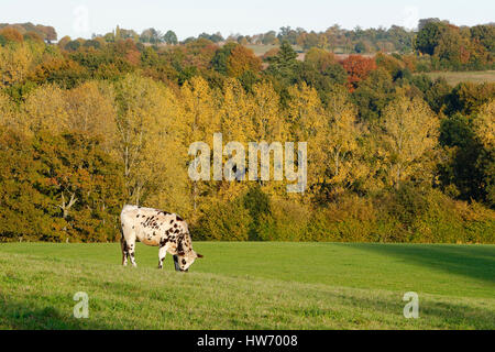 Rinder (Färse, Norman Rennen) in einer Wiese im Herbst Stockfoto