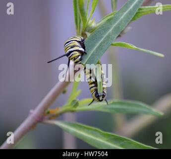 Monarch Raupe um Wolfsmilch Blätter essen gierig gewellt Stockfoto