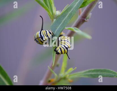 Monarch Raupe um Wolfsmilch Blätter essen gierig gewellt Stockfoto