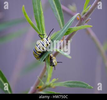 Monarch Raupe um Wolfsmilch Blätter essen gierig gewellt Stockfoto