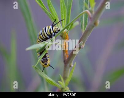 Monarch Raupe um Wolfsmilch Blätter essen gierig gewellt Stockfoto