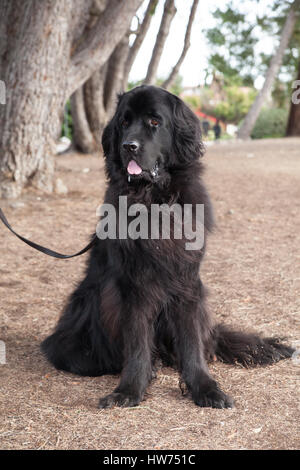 Schöne schwarze Neufundländer reine Rasse steht getrocknete Gras auf der Suche nach ihr rechts durch eine Reihe von Bäumen. Stockfoto