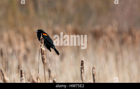 Eine männliche Red Winged Amsel sitzt auf einer Rohrkolben warten auf einen Partner. Stockfoto