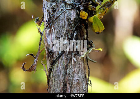 Der weltweit kleinste Orchidee (Taeniophyllum Obtusum) wächst ein kleiner Baum in Phu Luang Wildlife Sanctuary in Thailand Stockfoto