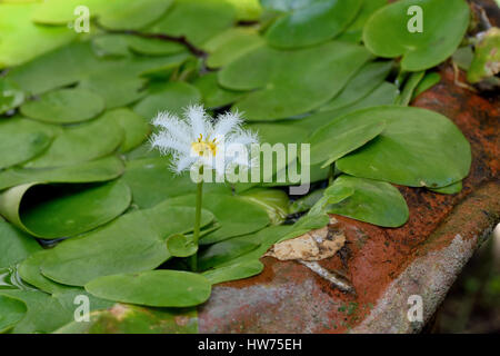 Eine Blume Wasser Schneeflocke (Nymphoides Indica) in einem Garten in Bangkok Stockfoto