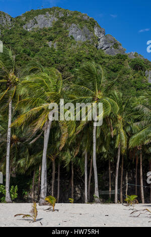 Wald von Palmen am weißen Sandstrand mit Felsen Kulisse und strahlend blauen Himmel. Stockfoto