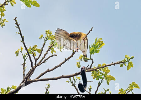 Eine weibliche Baya Weaver (Ploceus Philippinus) putzen selbst auf einem kleinen Zweig in Thailand Stockfoto