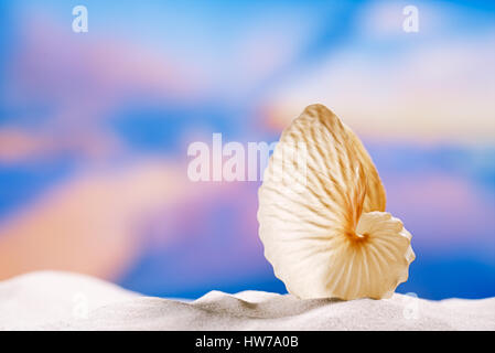 Papier-Meeresschnecke auf weißen Strandsand und blauer Hintergrund Seestück Stockfoto