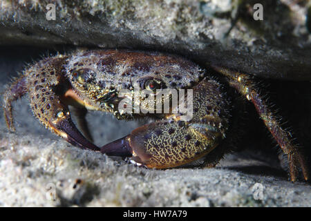 Krabbe (Xantho Poressa) Runde Unterwasser im Mittelmeer Stockfoto