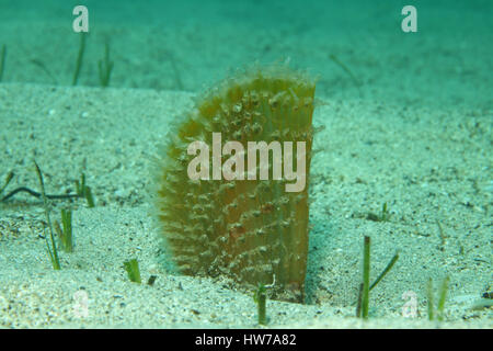 Grobe Penshell (Pinna Rudis) in den Algen des Mittelmeers Stockfoto