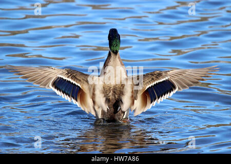 Eine männliche Stockente mit seinen Flügeln an einem See Stockfoto