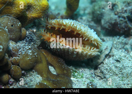 Clam europäischen stachelige Herzmuschel (Acanthocardia Echinata) auf der Unterseite des Mittelmeers unter Wasser Stockfoto