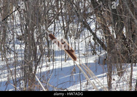 Rohrkolben, wächst in einem Schnee gefüllt Sumpfgebiet in den späten Wintermonaten. Stockfoto