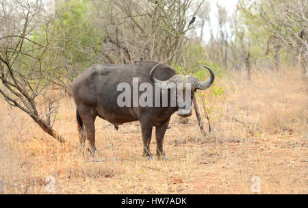 Großen männlichen Kaffernbüffel im Krüger Nationalpark in Südafrika stehen und blickte in Richtung der Safari-Fahrzeug Stockfoto