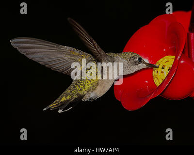 Rubin-throated Kolibri schwebt am feeder Stockfoto