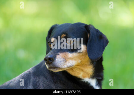 Mischling Hund draußen Stockfoto