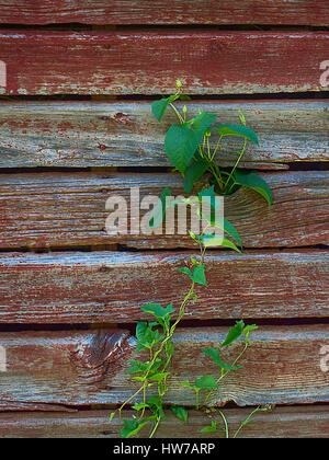Weinstock klettern Alte rote Scheune Wand Stockfoto