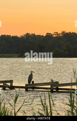 Great Blue Heron und Möwe am alten Pier bei Sonnenaufgang Stockfoto