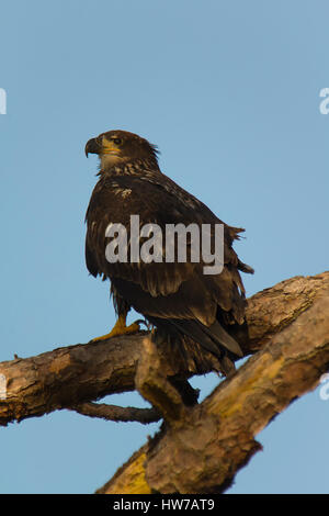 Juvenile Weißkopf-Seeadler thront in Baum Stockfoto