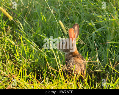 Kleiner Hase versteckt in Rasen, Greifvögel zu vermeiden Stockfoto