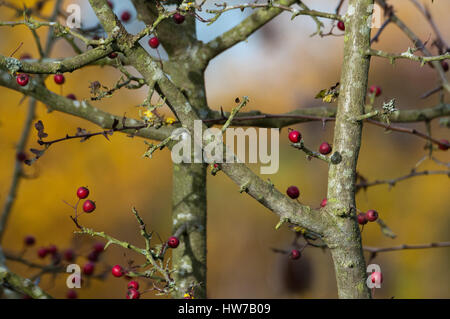 Rote Beeren auf Baum Weißdorn (Crataegus Monogyna) Stockfoto