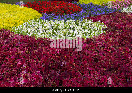 Geeignet für Hintergrund. Garten mit dicht bepflanzten Blumen in verschiedenen geometrischen Formen. Stockfoto