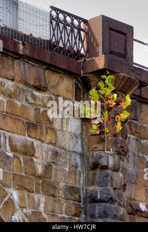 Baum verwurzelt hoch an der Seite der Bahn Viadukt Stockfoto