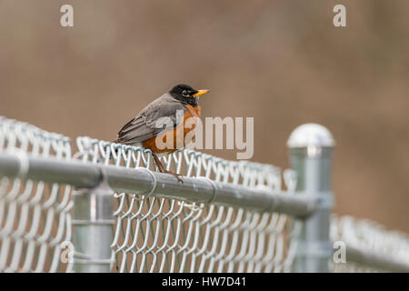 American Robin auf Zaun sitzen. Stockfoto