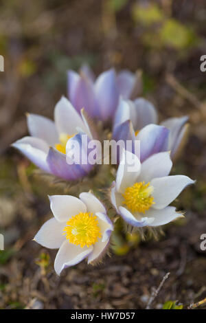 Pulsatilla vernalis. Anemone di primavera. Bergblumen in der Berggruppe Lagorai im Trentino. Italienische Alpen. Stockfoto