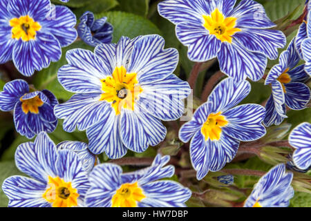 Primel Primula acaulis Zebra, Primeln, Primel Stockfoto