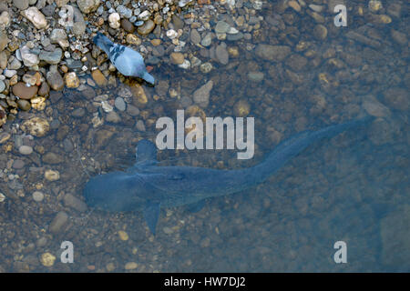 Der 8 Fuß große Welser Catfish (Silurus glanis) im französischen Fluss Tarn bei Albi, attackiert und schluckt Tauben ganz. Stockfoto