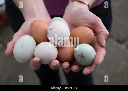 Hände halten abwechslungsreiche frisch gelegten Eier Stockfoto
