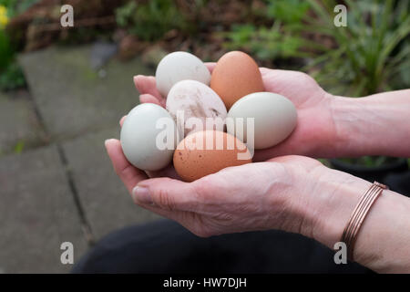Hände halten frische Eier gelegt Stockfoto