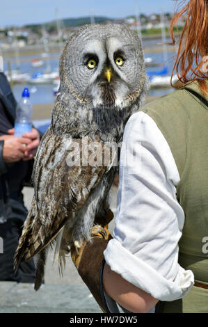 Falkner mit eine große graue Eule lateinische Name Strix Nebulosa in Wales Stockfoto