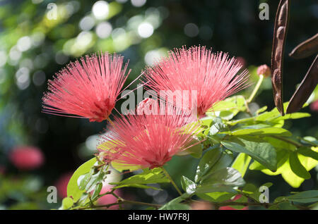 Nahaufnahme einer Rasur Pinsel Struktur (Pseudobombax Ellipticum) in Key West. Stockfoto