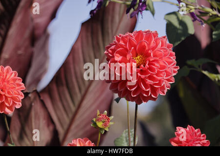 Eine große, voll erblühte rosa Blume Stockfoto