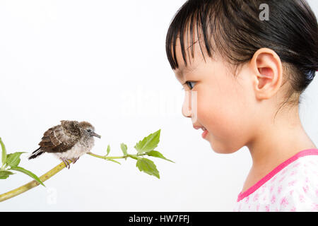 Asiatische kleine chinesische Mädchen beobachten, wie eine kleine Kuckuck auf weißem Hintergrund isoliert Stockfoto