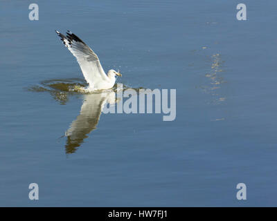 Seagull fängt einen Fisch im Susquehanna River in der Nähe von conowingo Dam Stockfoto