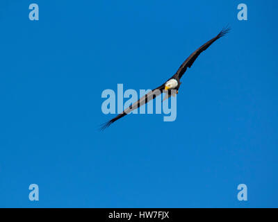 Nach bald eagle flying Overhead bei der Jagd Fisch Stockfoto