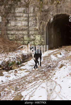 Dogge auf Schnee Trail Stockfoto