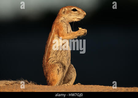 Fütterung Borstenhörnchen (Xerus Inaurus), Kalahari-Wüste, Südafrika Stockfoto