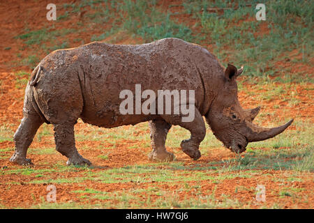 Ein Breitmaulnashorn (Ceratotherium Simum) bedeckt mit Schlamm, Südafrika Stockfoto