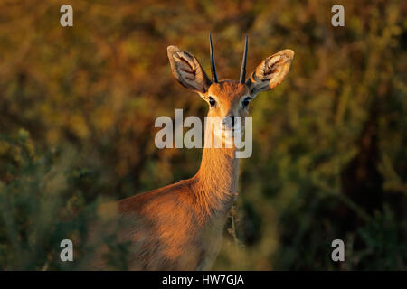 Porträt eines männlichen Steinböckchen Antilopen (Raphicerus Campestris), Südafrika Stockfoto