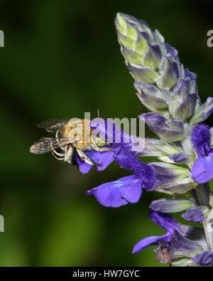 Blau gebändert Biene auf blau Salvia Stockfoto