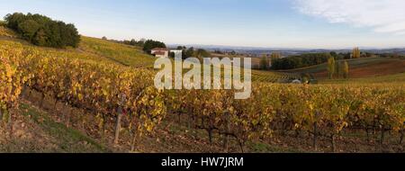 Frankreich, Tarn, Gaillac, Weingarten Stockfoto