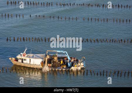 Frankreich, Vendee, La Faute Sur Mer, Boot sammeln Muscheln in einer Bouchot Muscheln Farm (Luftbild) Stockfoto