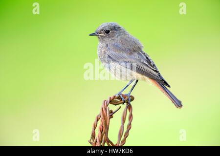 Frankreich, Ain, Dombes, Hausrotschwanz (Phoenicurus Ochruros), junge Stockfoto