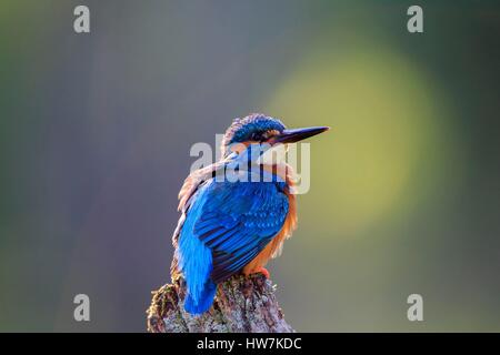 Frankreich, Ain, Dombes, Eisvogel oder eurasische Eisvogel oder Fluss Eisvogel (Alcedo Atthis), Erwachsene