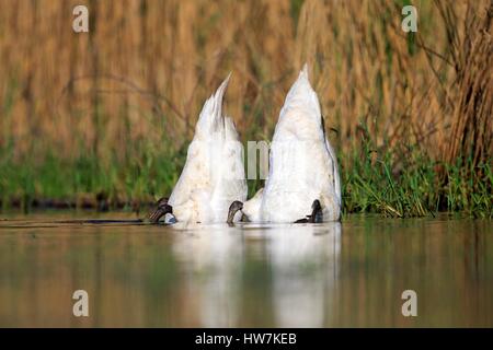 Frankreich, Ain, Dombes, Höckerschwan (Cygnus Olor), Erwachsene Fütterung unter Wasser Stockfoto