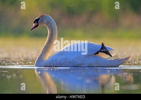 Frankreich, Ain, Dombes, Höckerschwan (Cygnus Olor), Erwachsene Stockfoto